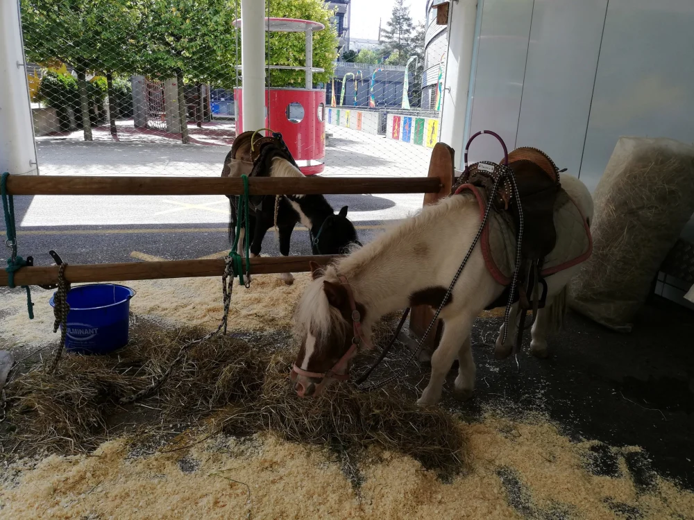 Ponyreiten